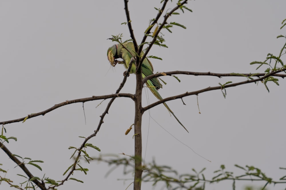 a green bird perched on top of a tree branch