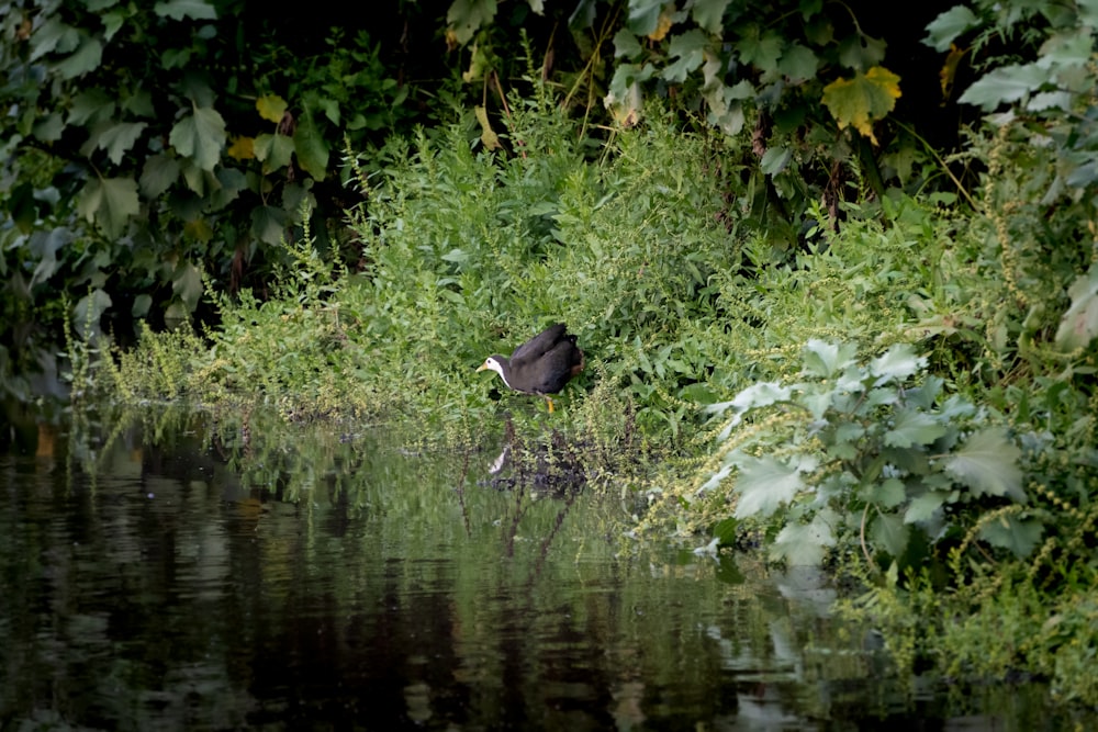 a bird is standing in the grass by the water