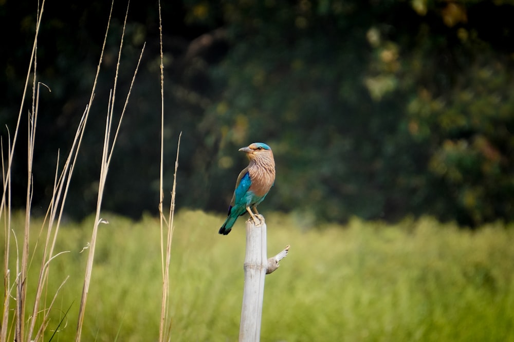 a small bird perched on top of a wooden pole