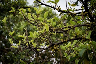 Green leaves and small fruits growing on healthy plant branches.