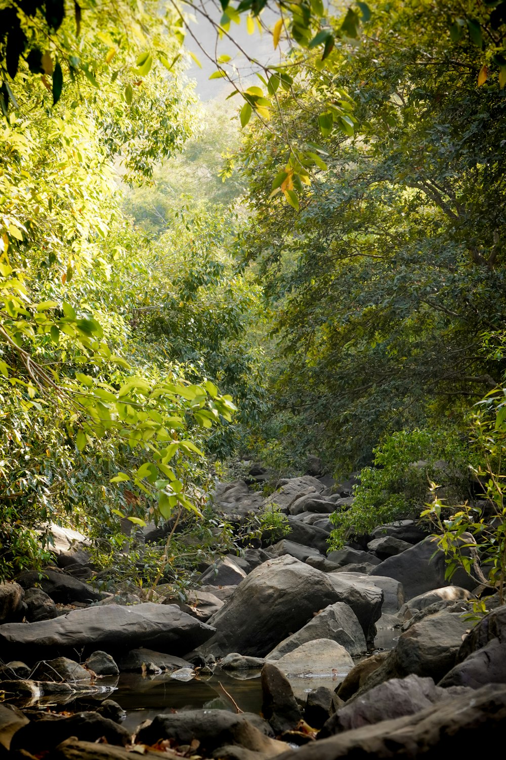 a stream running through a lush green forest