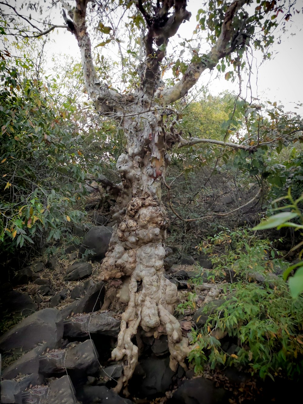 a tree that is growing out of some rocks