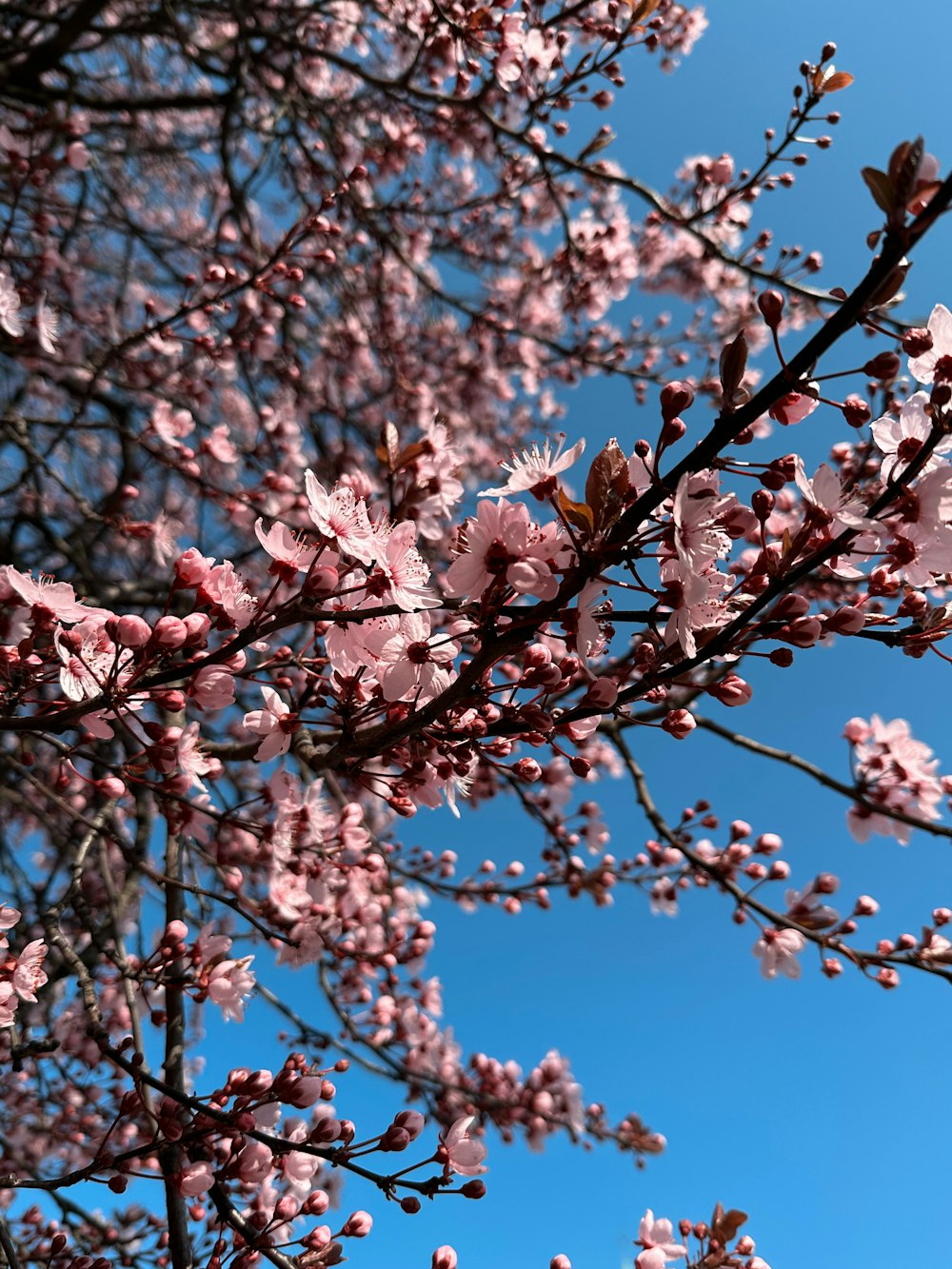 a tree with lots of pink flowers on it