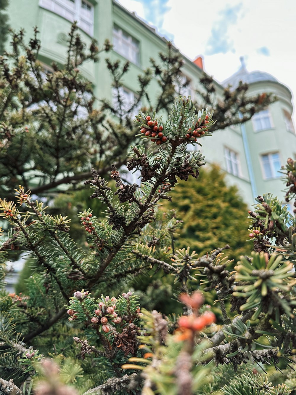 a close up of a tree with a building in the background