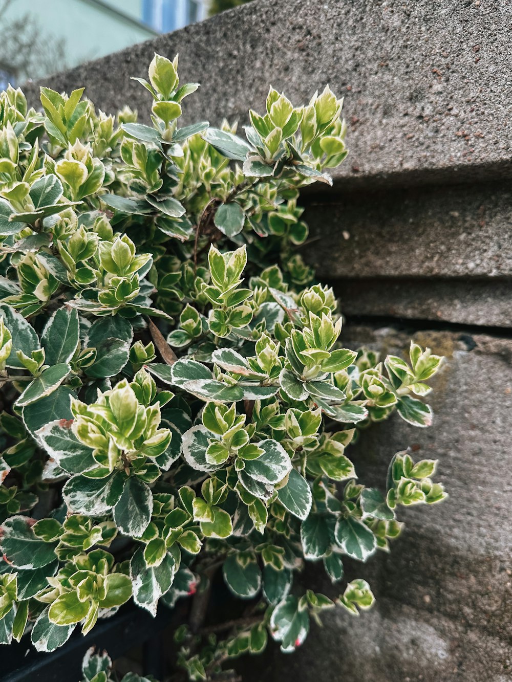 a close up of a plant near a wall