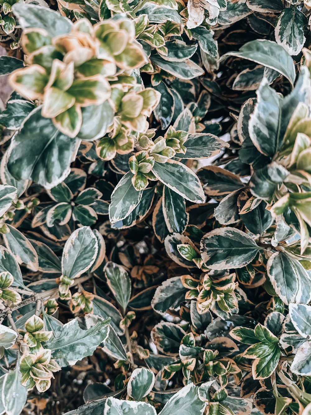 a close up of a plant with green leaves