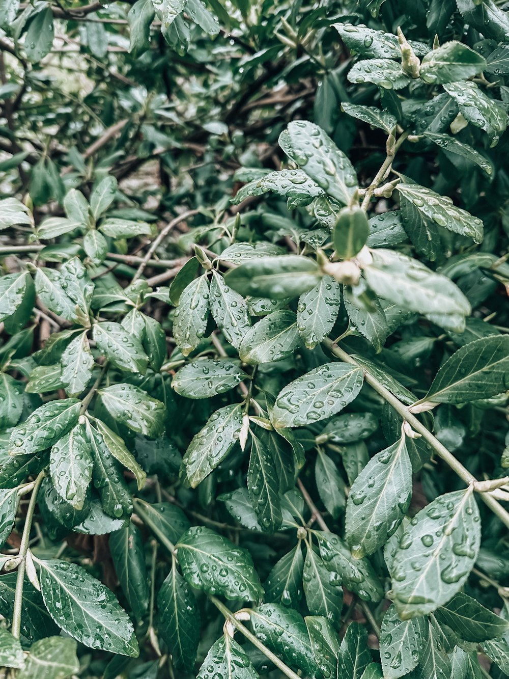 a bush with lots of green leaves covered in rain