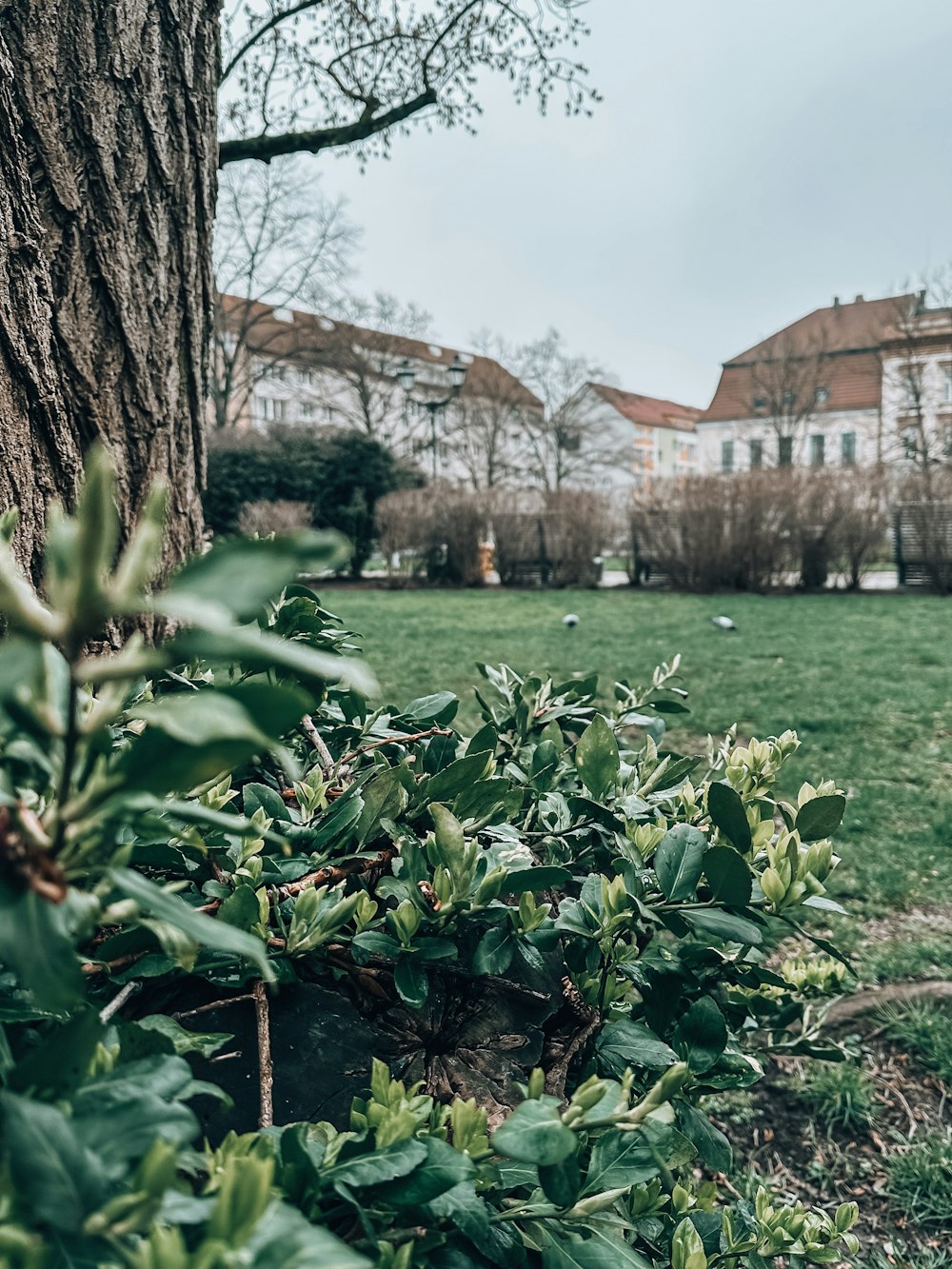 a tree in a park with buildings in the background