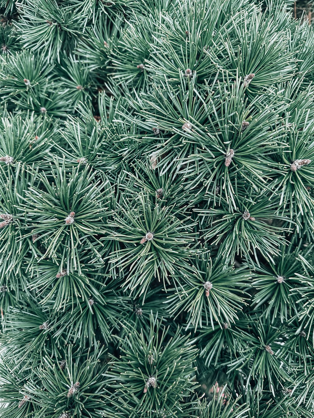 a close up of a pine tree with lots of needles