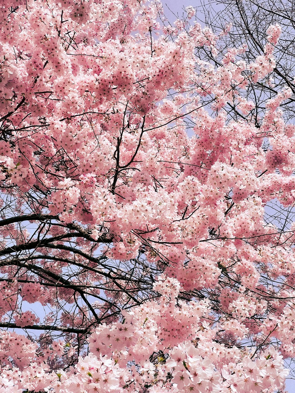 a tree with pink flowers and a blue sky in the background