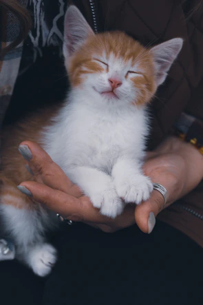 A kitten curled up peacefully in a volunteer's hands.