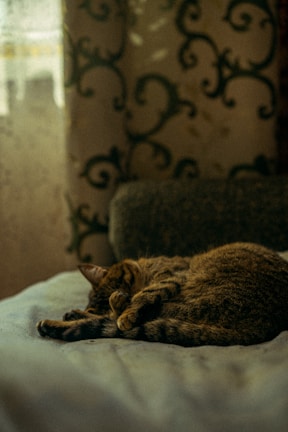 Calm tabby cat curled up on a soft, calming pet bed with gentle pastel tones.
