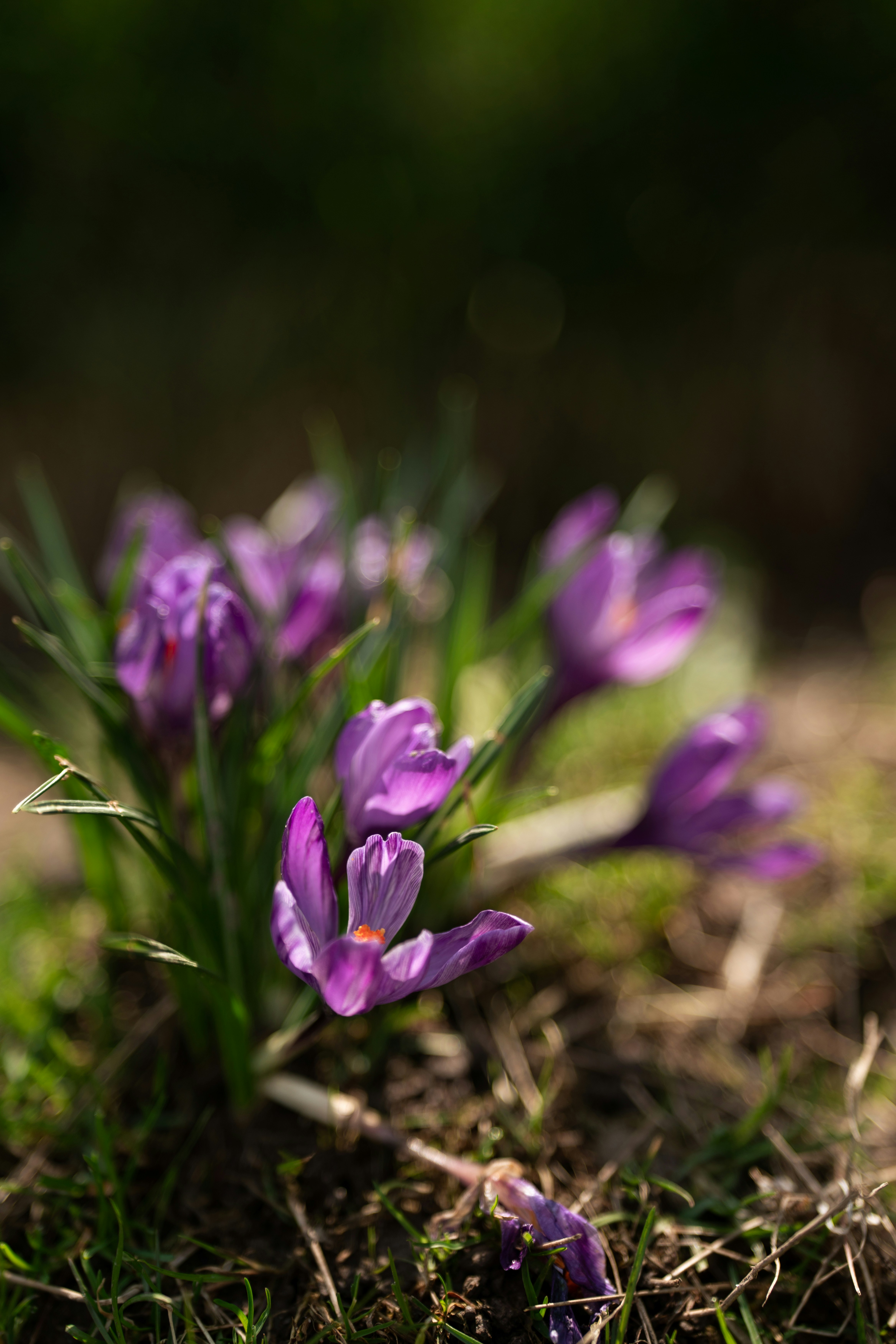 Photo by samoyedness