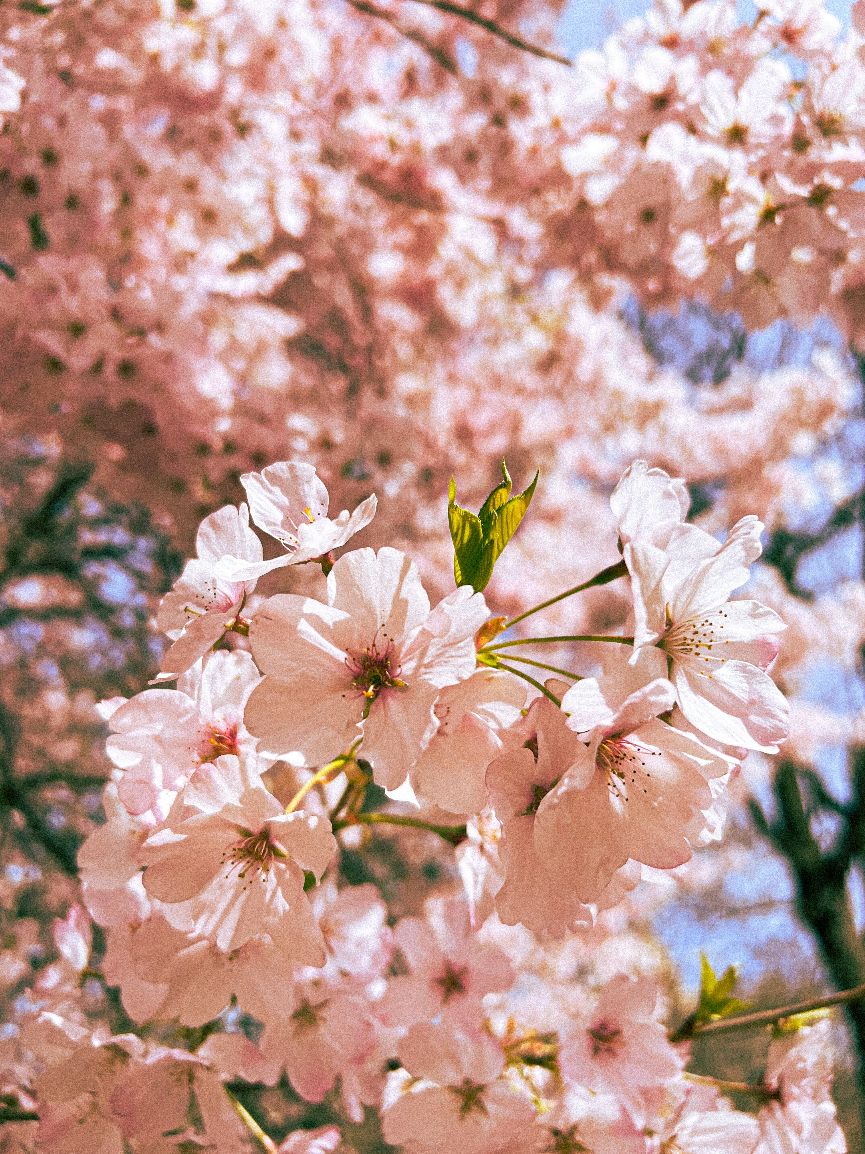 Photo by reidzura