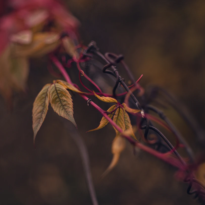 a close up of a vine with leaves on it