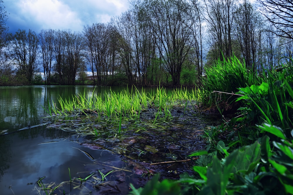 ein Gewässer, umgeben von Bäumen und Gras