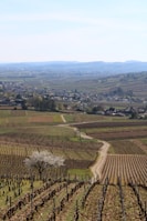 A scenic landscape featuring expansive vineyards with rows of grapevines on rolling hills. A narrow dirt path meanders through the vineyards. A lone tree in bloom stands among the grapevines in the foreground. Beyond the vineyards, a small town with houses and buildings is visible in the middle distance, with mountains in the background under a clear sky.