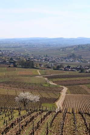 A scenic landscape featuring expansive vineyards with rows of grapevines on rolling hills. A narrow dirt path meanders through the vineyards. A lone tree in bloom stands among the grapevines in the foreground. Beyond the vineyards, a small town with houses and buildings is visible in the middle distance, with mountains in the background under a clear sky.