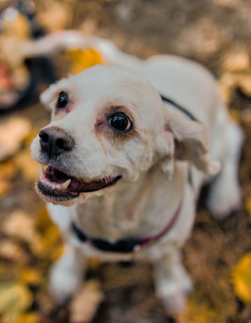 A joyful dog confidently performing a 'sit pretty' trick during an outdoor training session