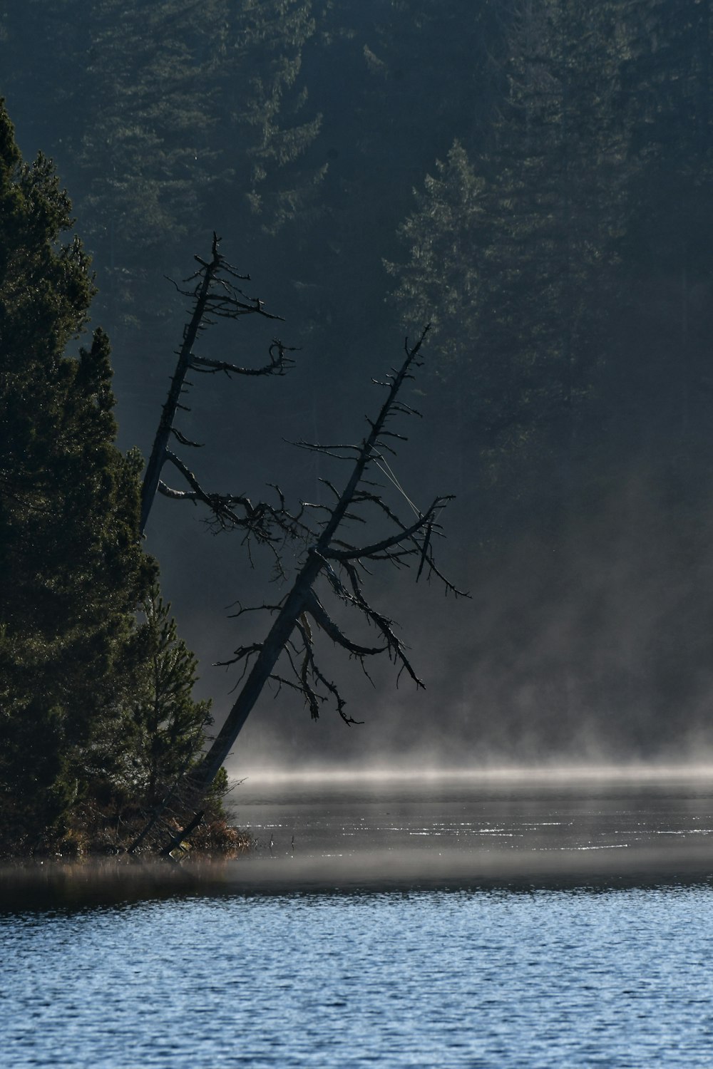 a tree that is standing in the water