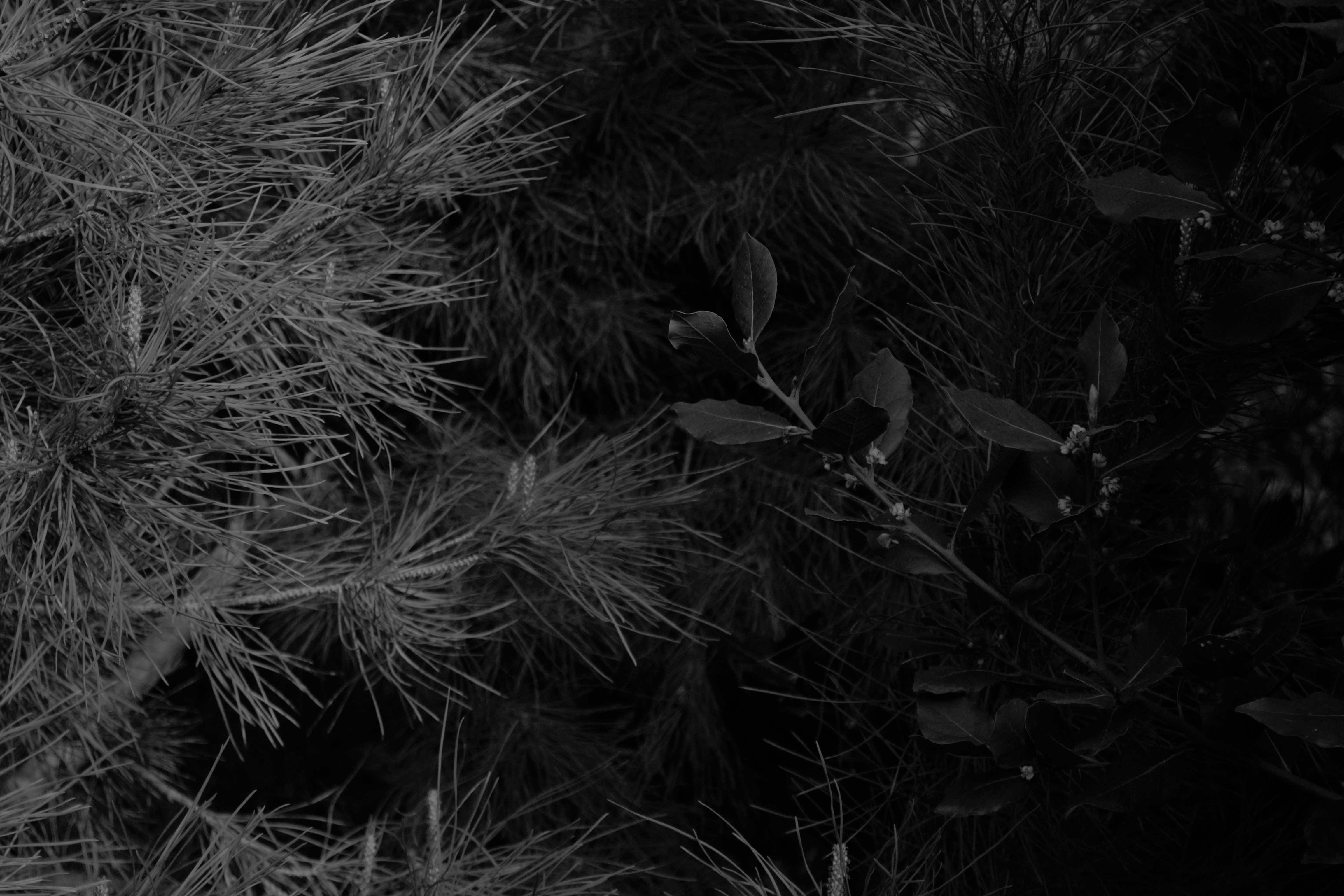 Photo by reggie_tmin