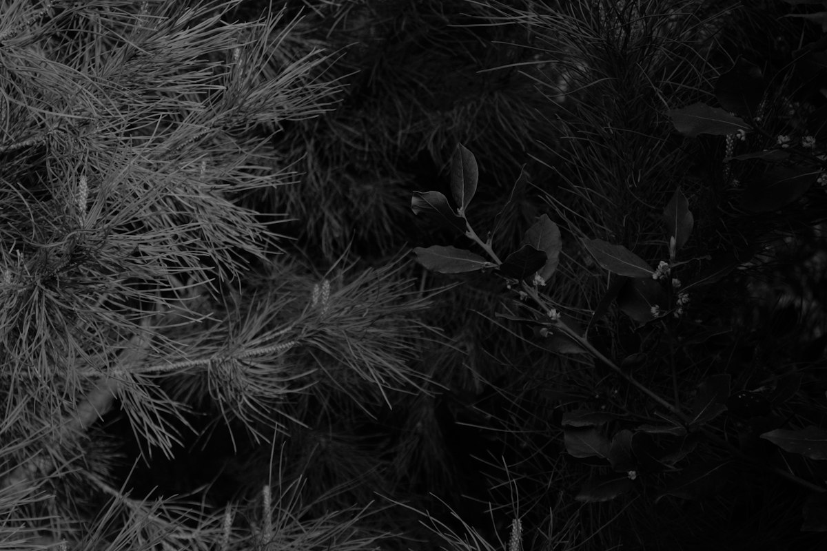 Pine tree in black and white