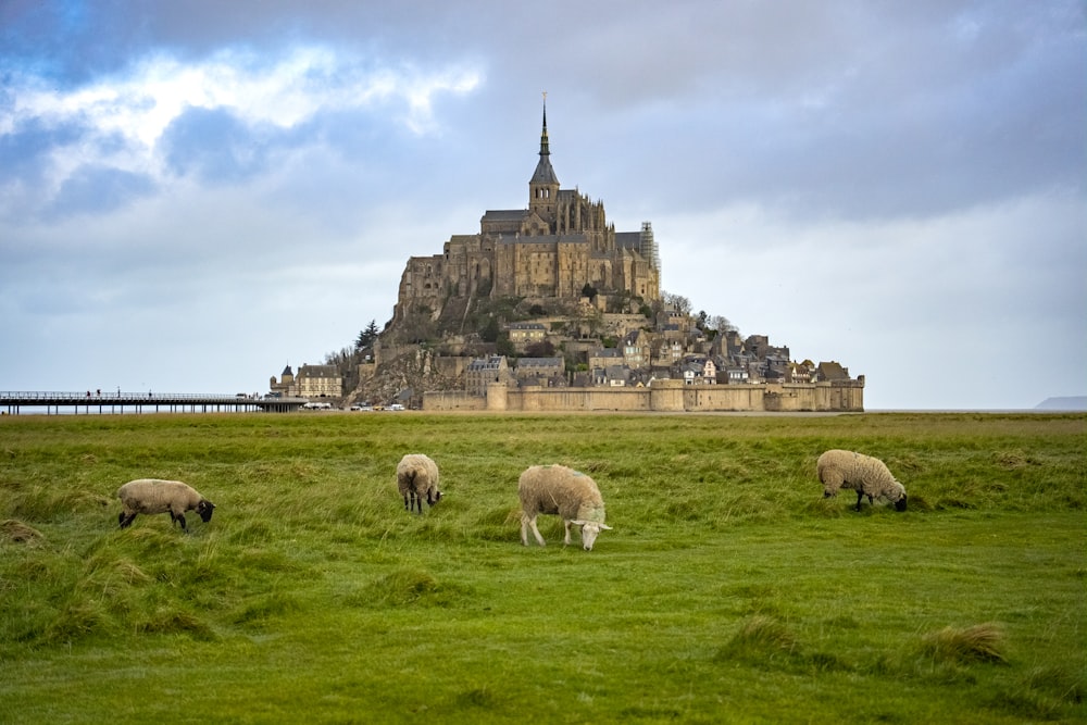 a group of sheep grazing in a field in front of a castle