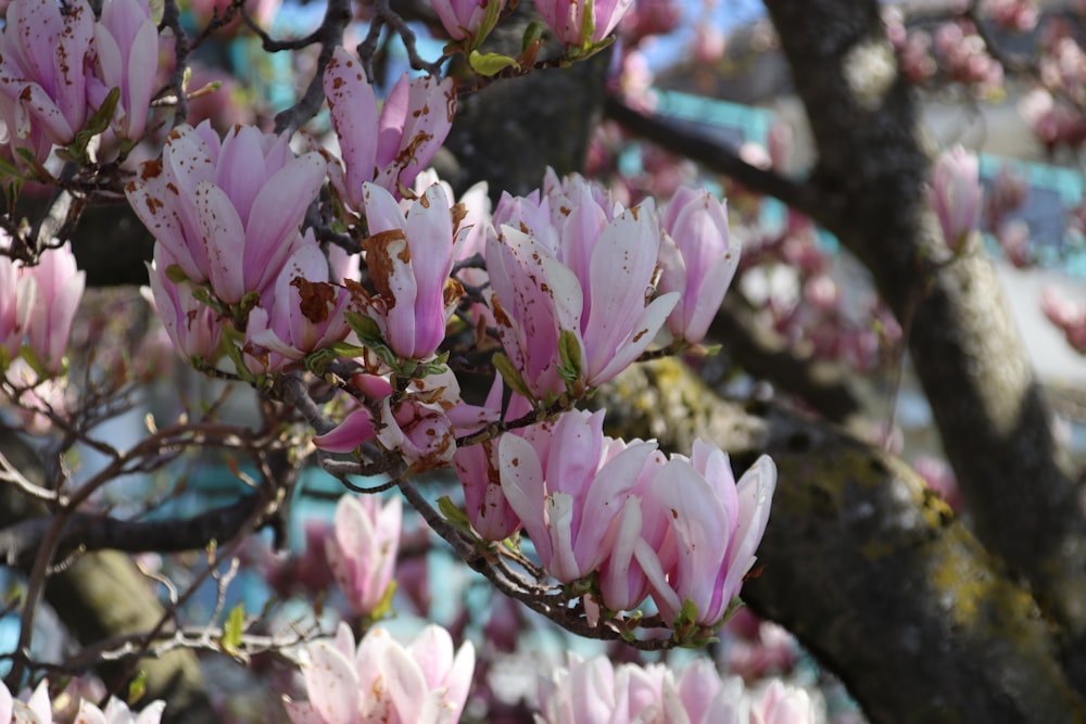 a tree with lots of pink flowers on it