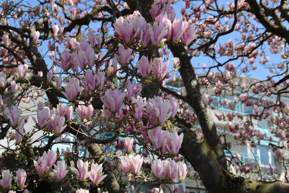 a tree with pink flowers in front of a building