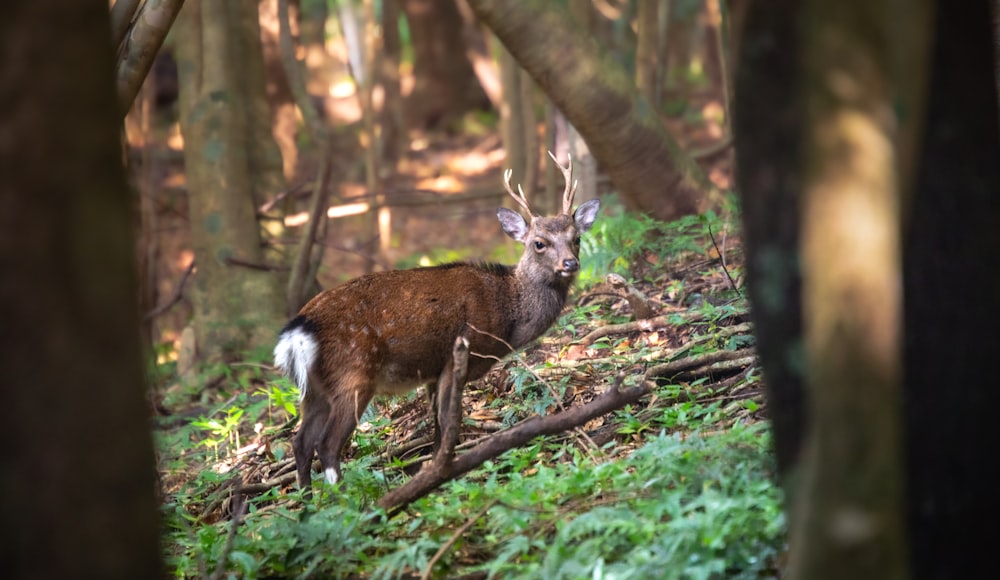 a deer standing in the middle of a forest