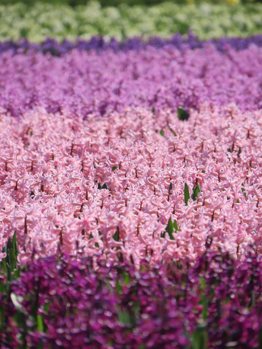 a field full of purple and white flowers