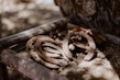 Various types of durable horseshoes displayed on a rustic wooden table