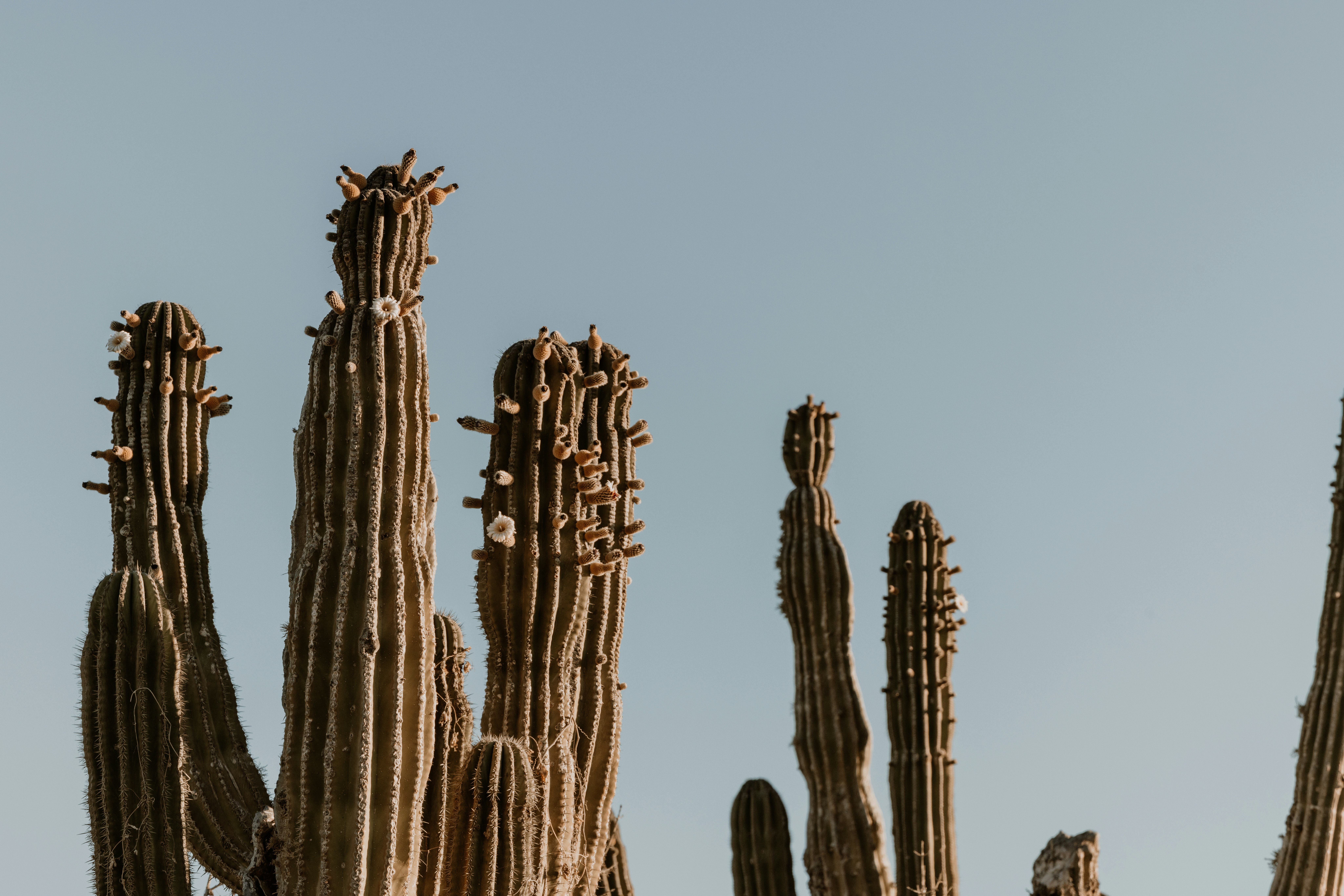 a large group of cactus plants in the desert