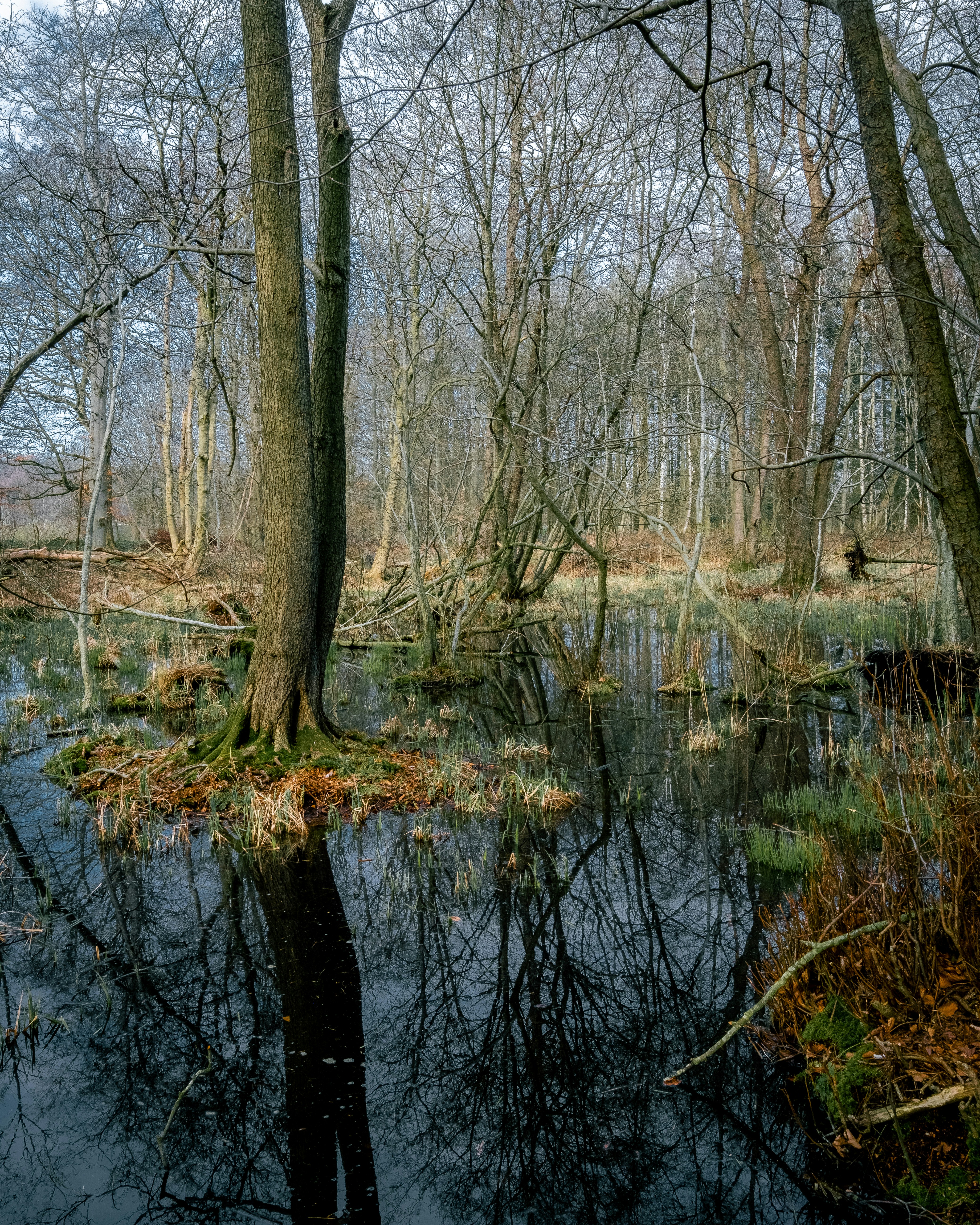 a swamp in the middle of a wooded area
