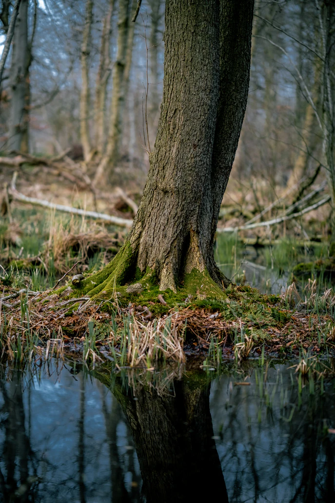Corporate Sustainability