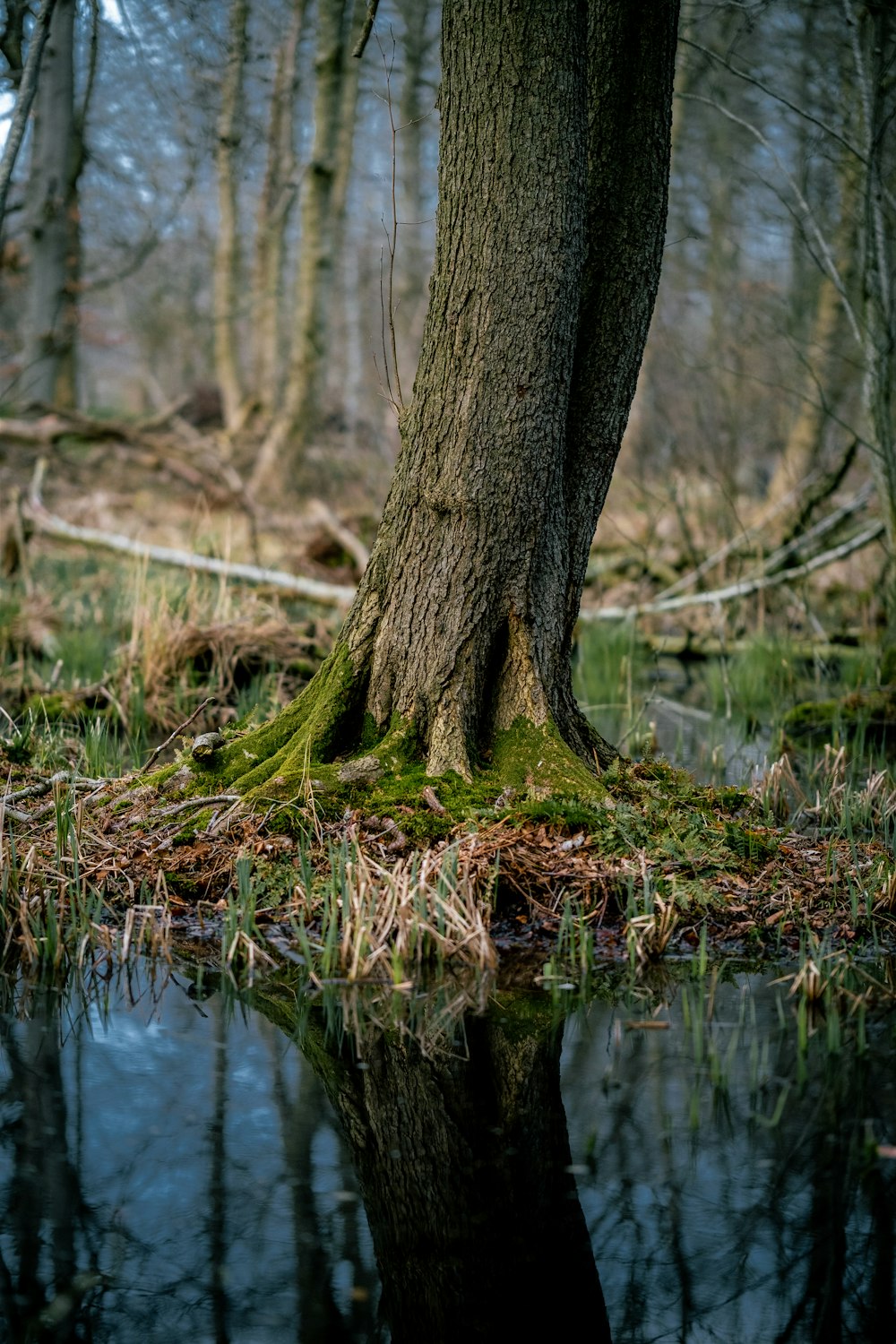 a tree that is standing in the grass