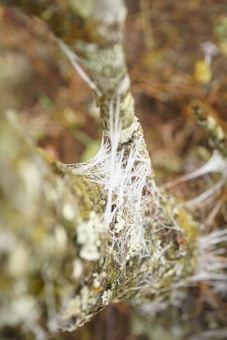 A close-up of a tree branch covered in delicate, white lichen or web-like structures, creating intricate patterns. The branch is coated with patches of greenish-brown moss, set against a blurred background of earthy tones.