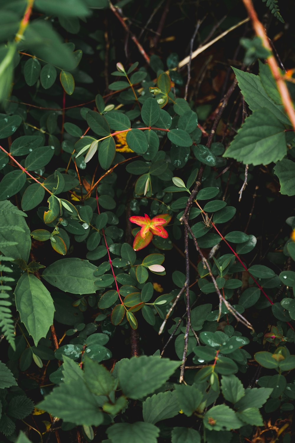 a red and yellow flower surrounded by green leaves