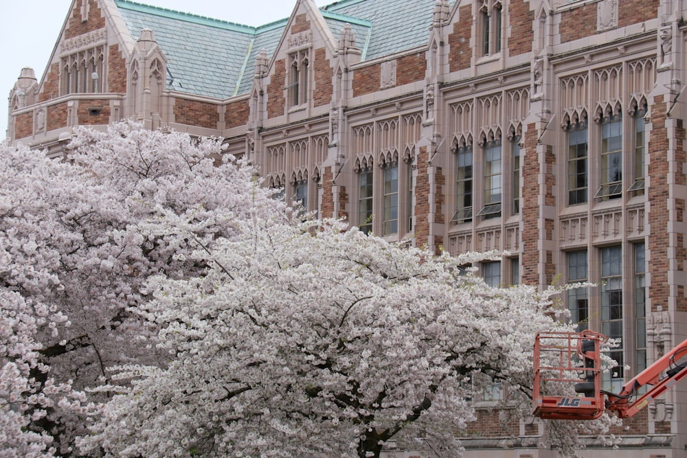 a cherry blossom tree in front of a large building