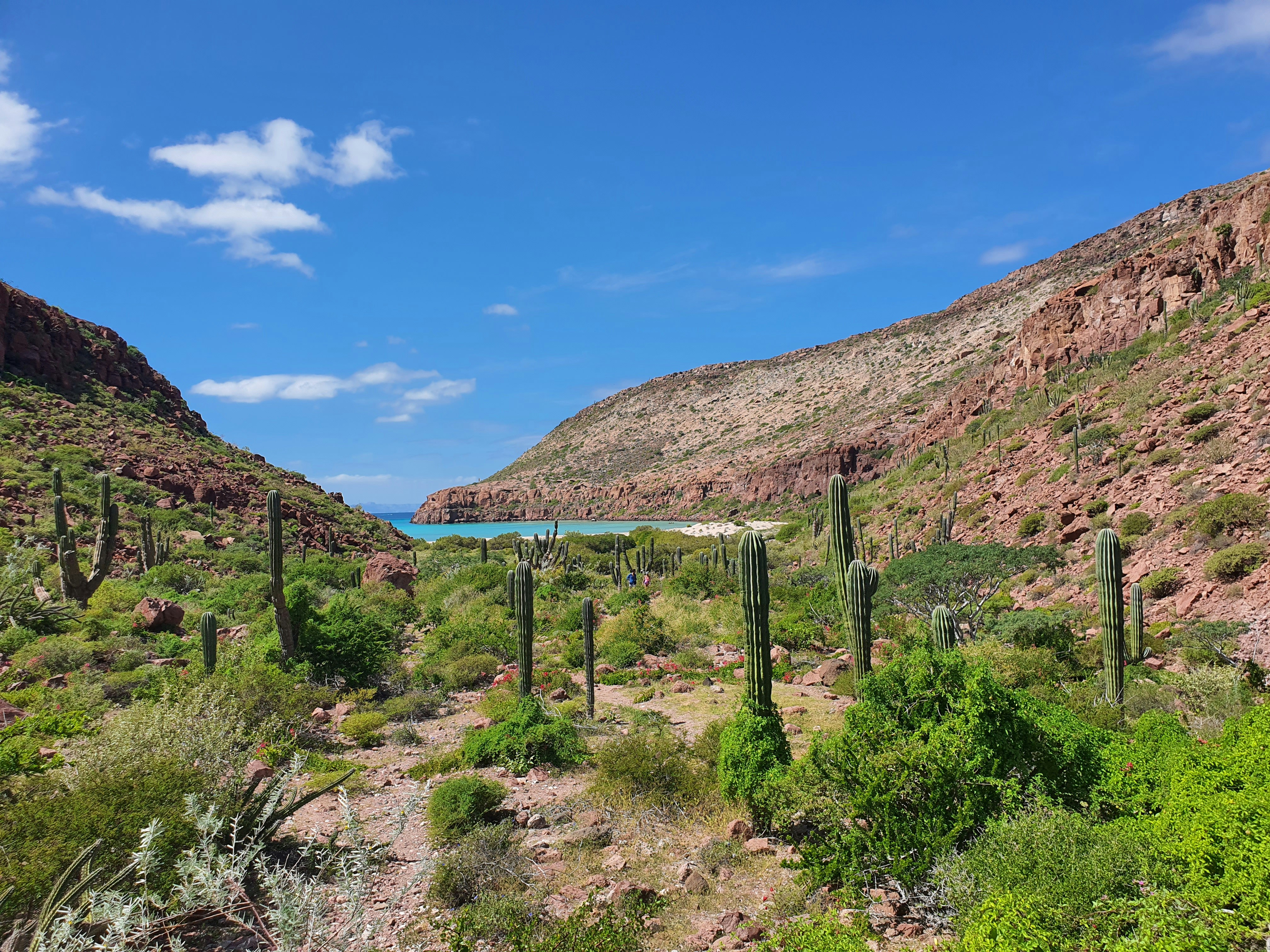 Barrel cactus's impact on desert ecosystems