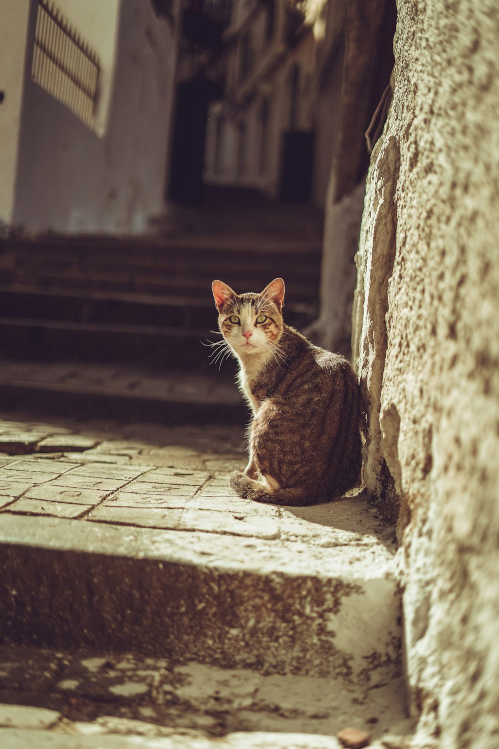 a cat sitting on the steps of a building