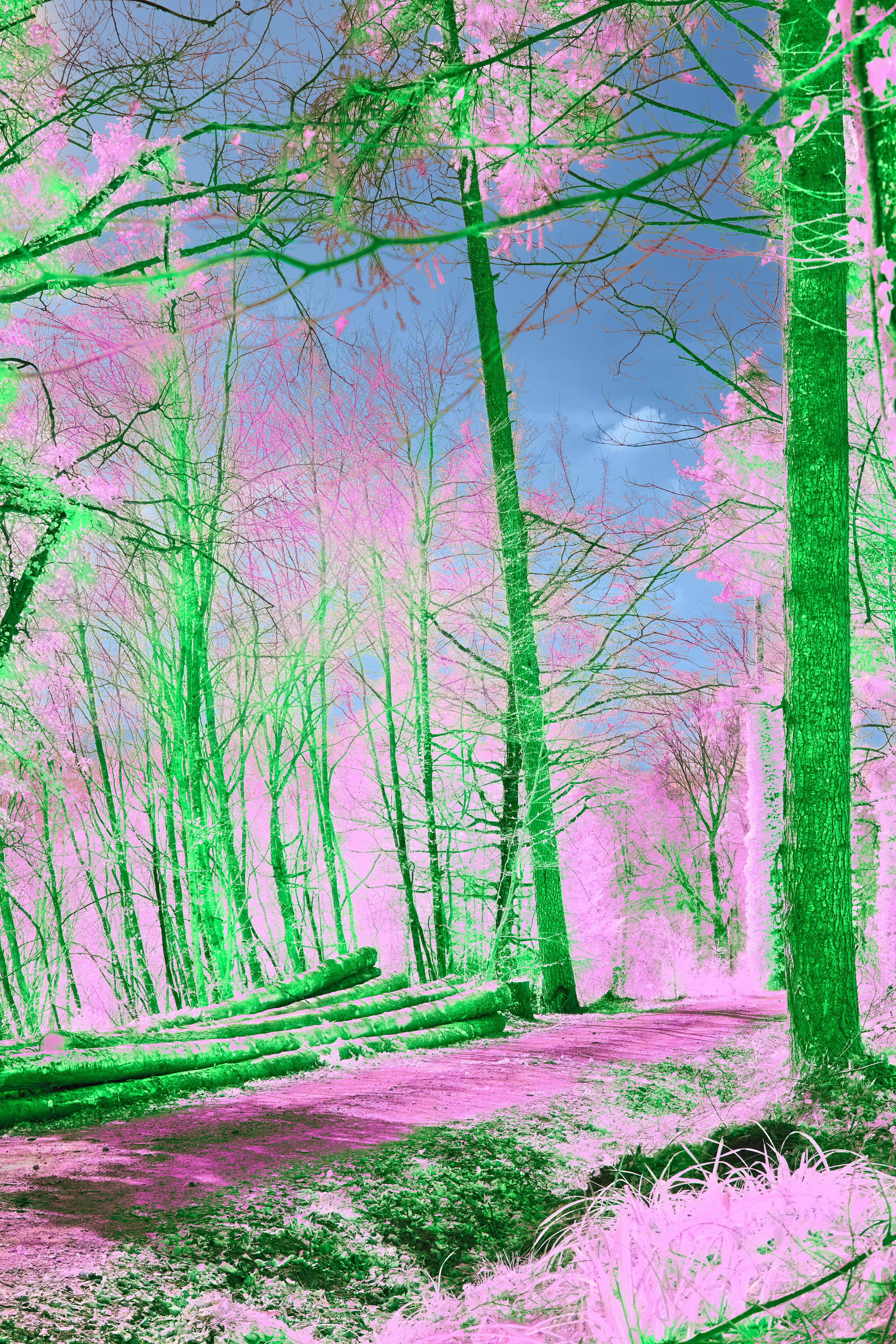 Photo by wolfgang_hasselmann