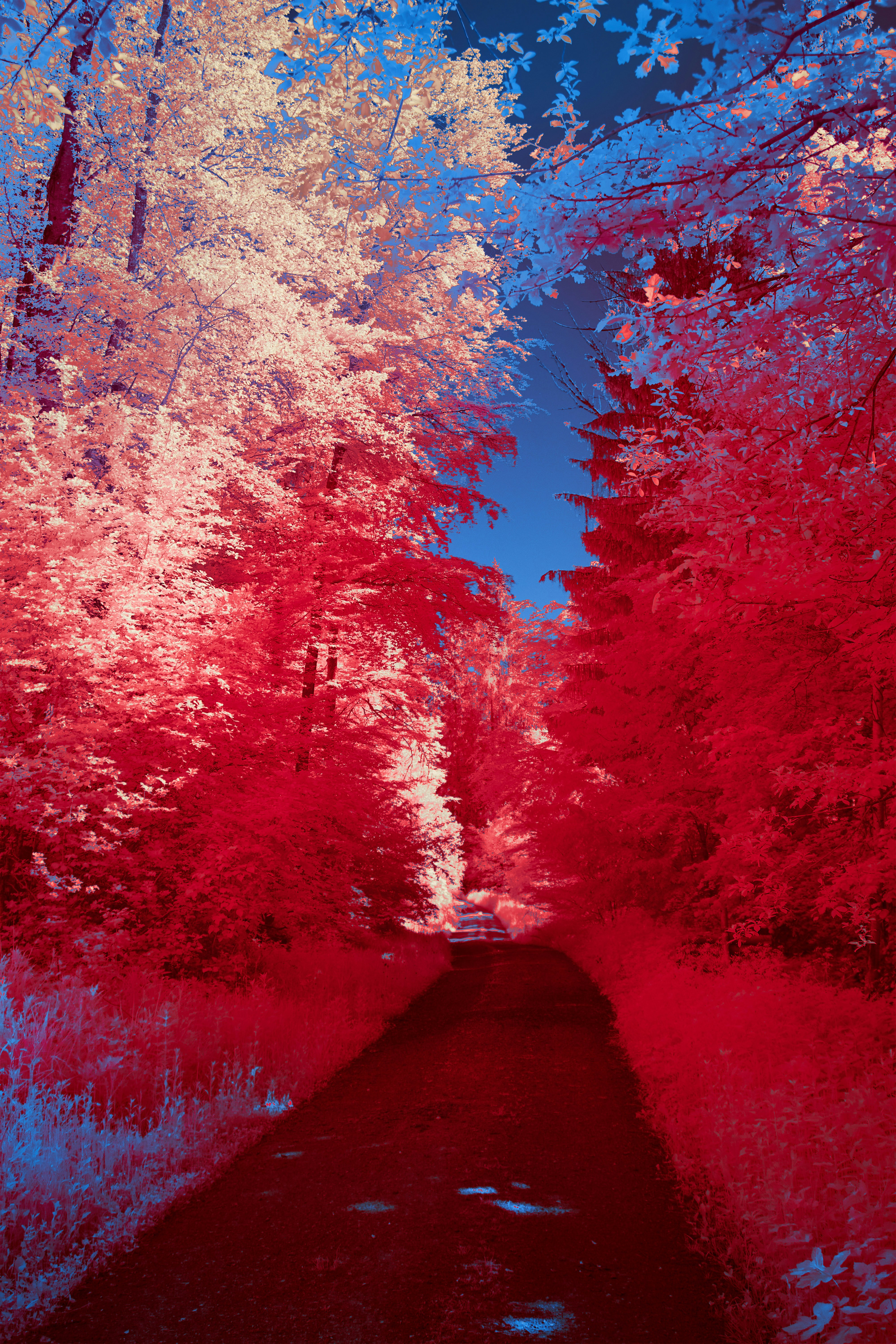 Photo by wolfgang_hasselmann