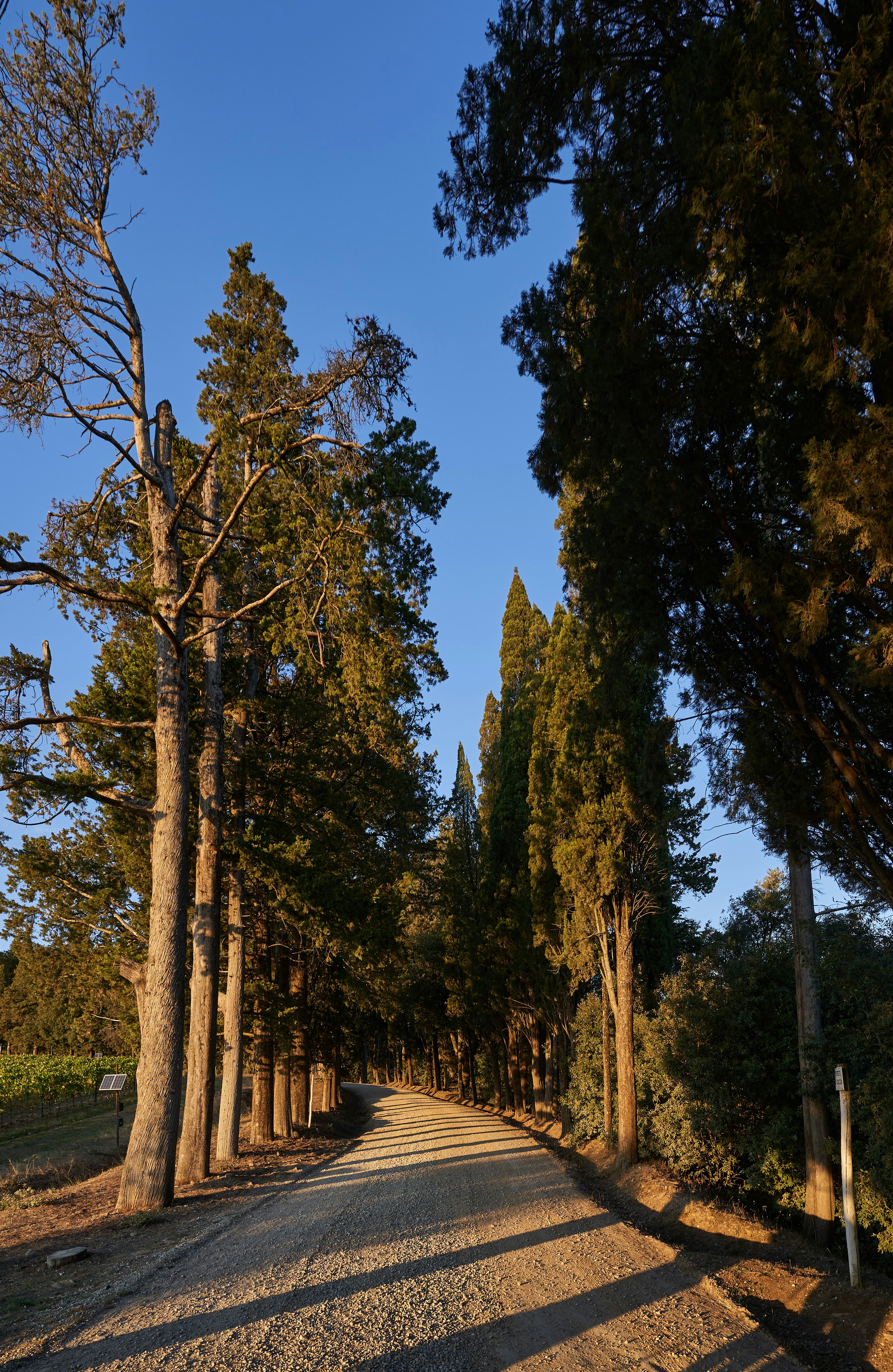 Photo by wolfgang_hasselmann