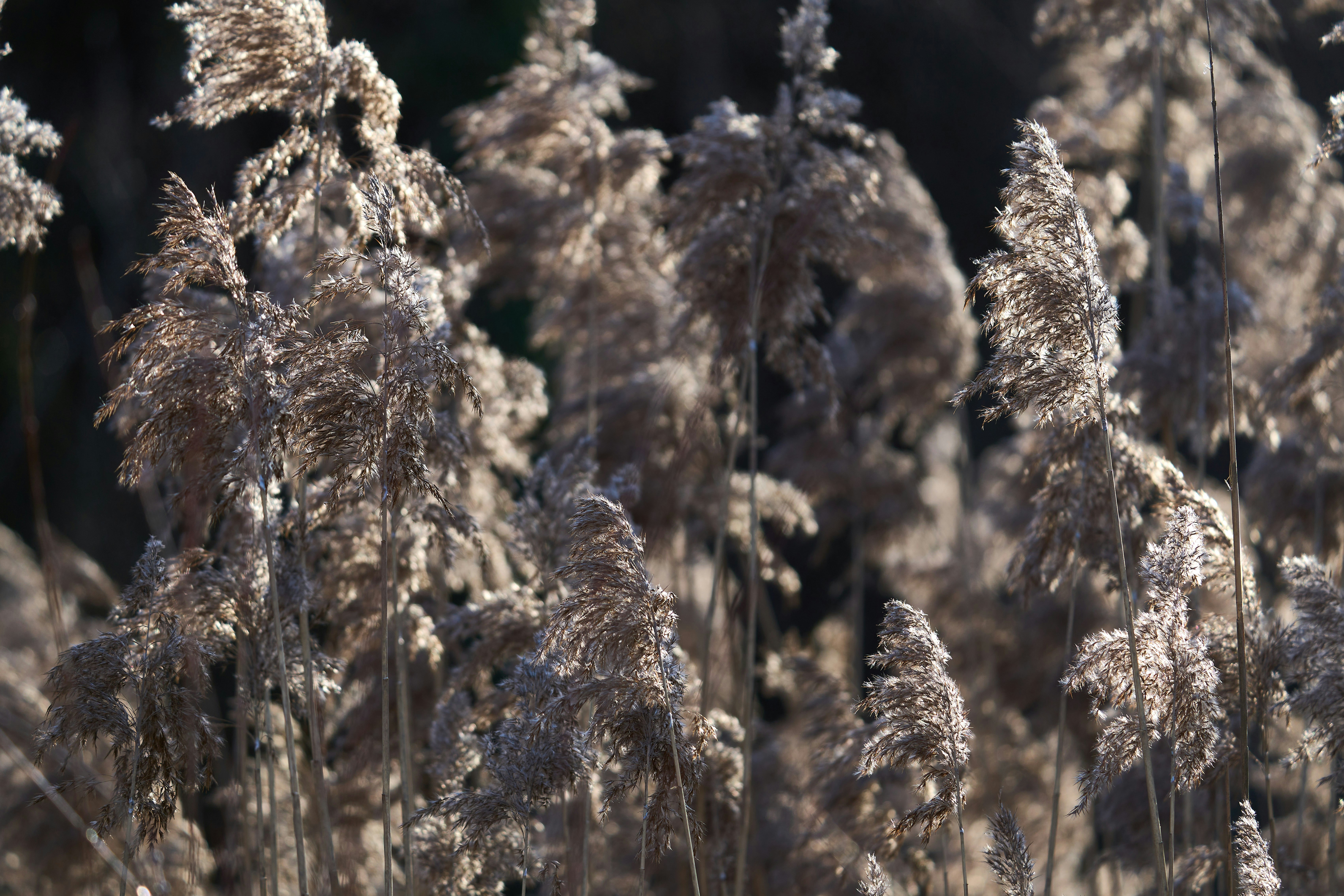 Photo by wolfgang_hasselmann