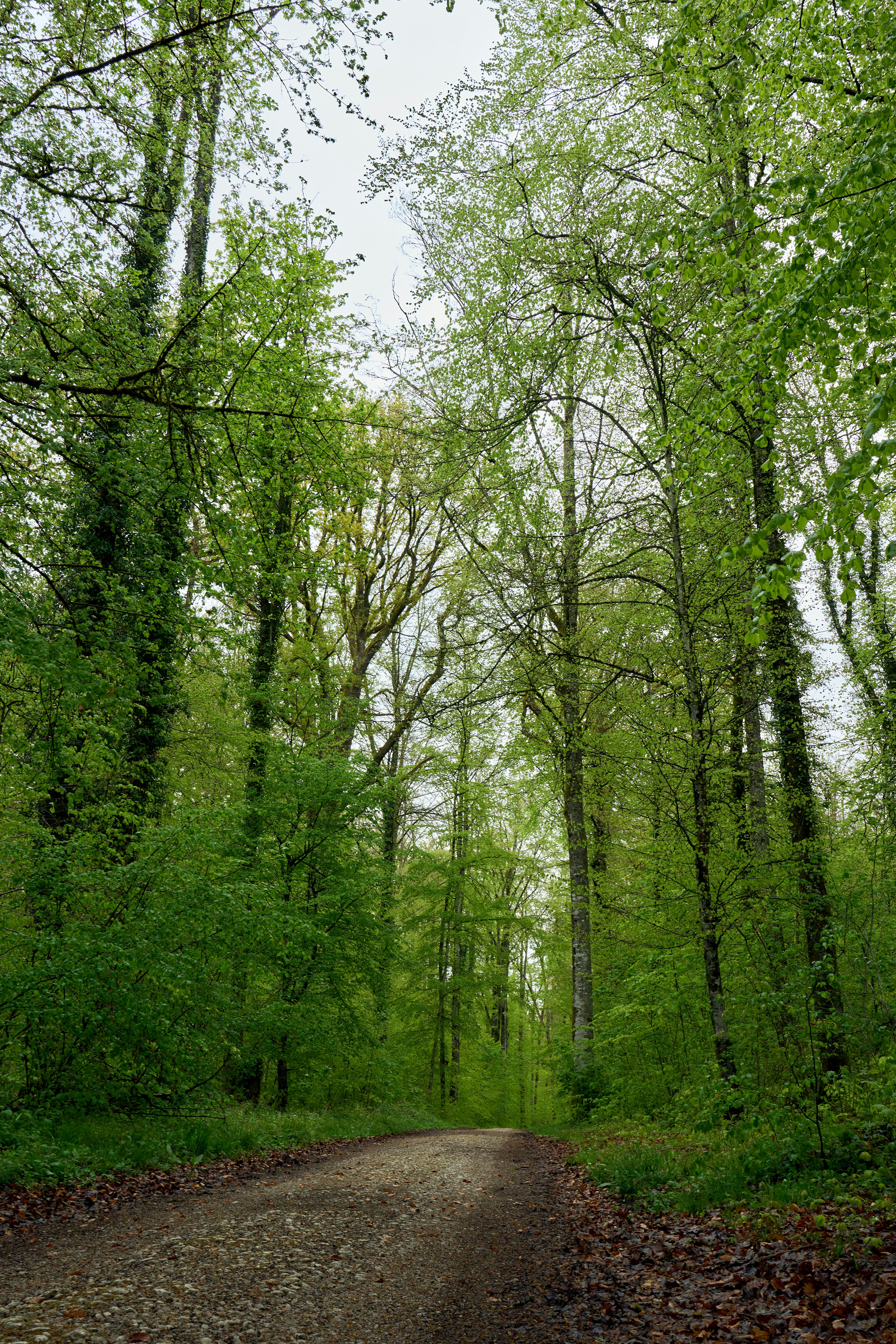 Photo by wolfgang_hasselmann