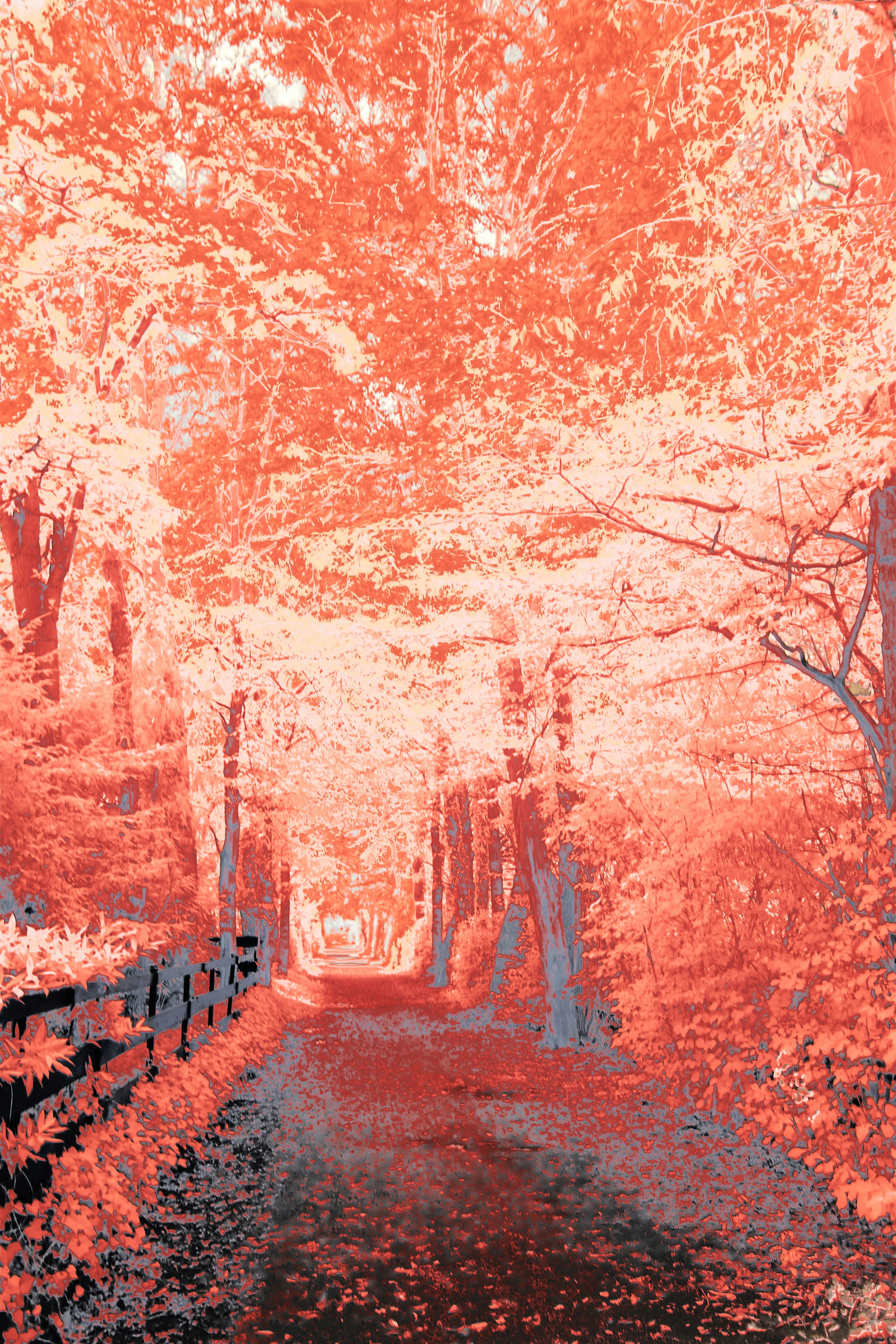 Photo by wolfgang_hasselmann