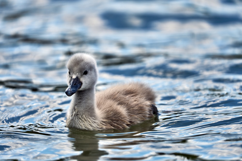 a baby duck floating on top of a body of water