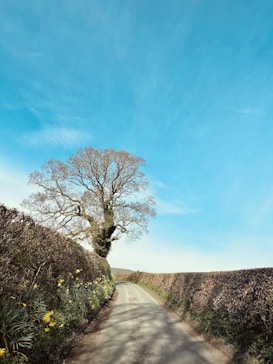 A narrow country road flanked by tall, dense hedges, leading towards a large, leafless tree at the horizon. The hedges are adorned with blooming yellow flowers. The sky is clear and bright blue, creating a serene and picturesque rural setting.