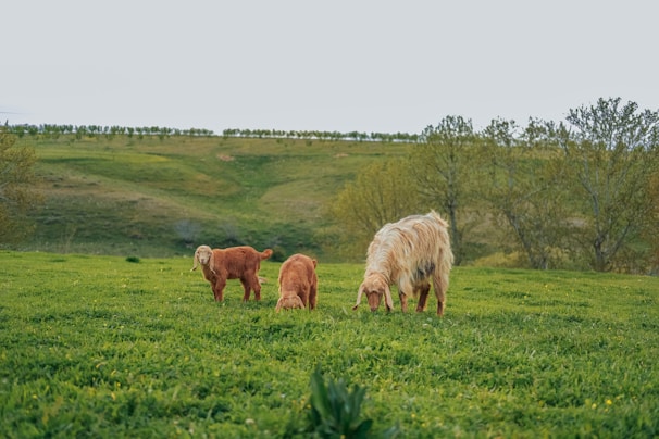 Goats peacefully grazing near a weathered barn surrounded by lush greenery.
